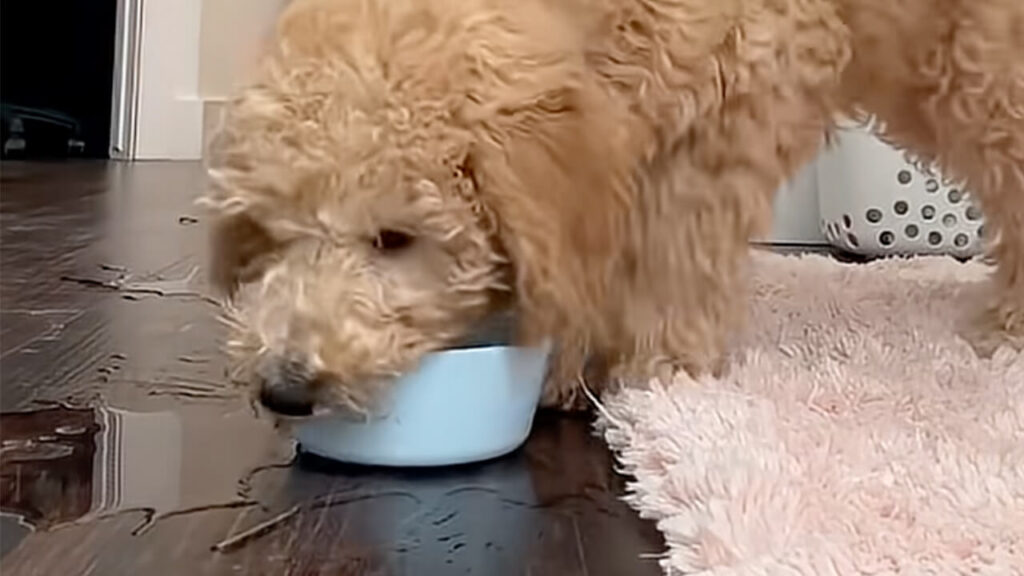 床がびしょびしょ！ 犯人は水入りボウルを持ち歩く犬さん