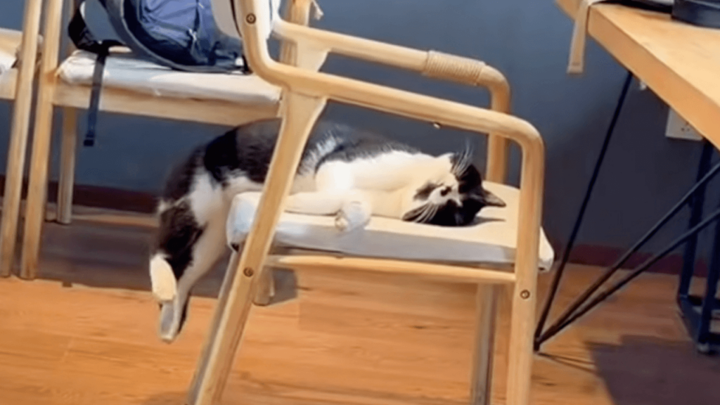 まるでバターみたいにとろ〜ん… 椅子からずり落ちる猫さん