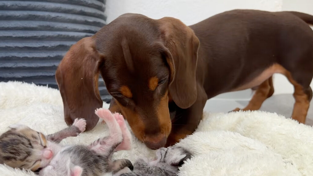 母猫が留守の間に子猫たちとお昼寝！ お世話してくれる優しいダックスフンドさん