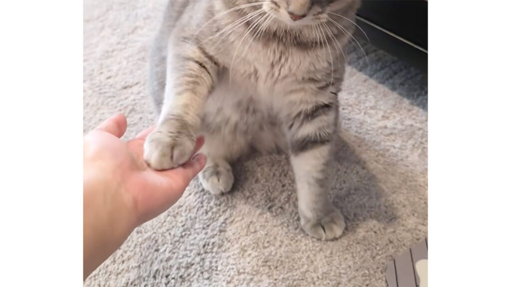 ポンポンお手してハイタッチ! 飼い主さんの合図に応える猫さんが賢すぎる