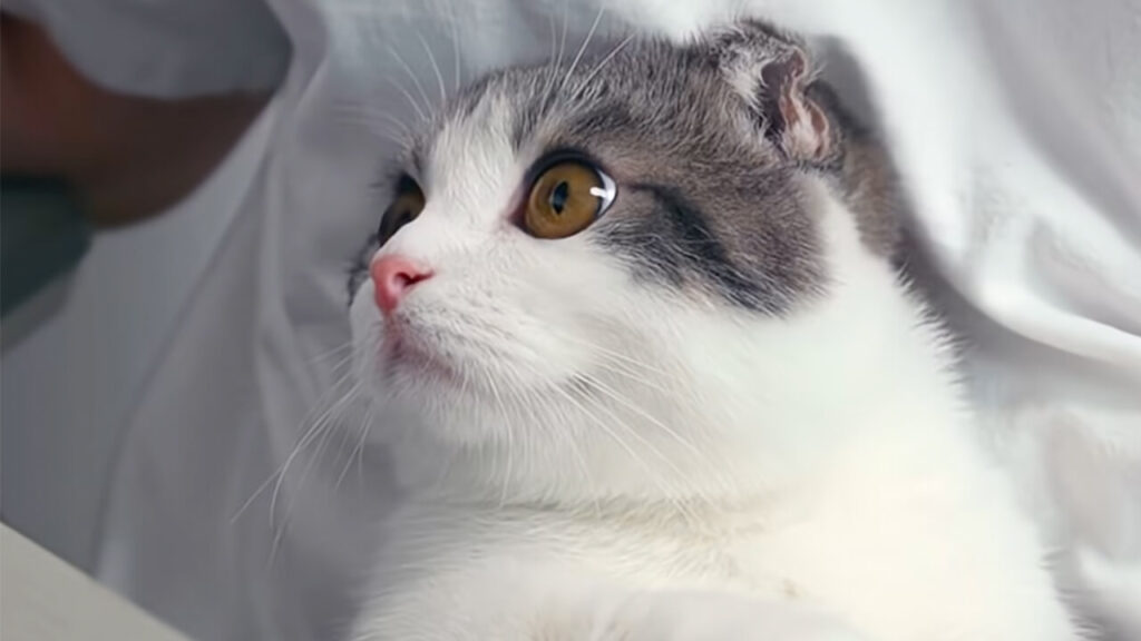 飼い主さんの膝が特等席！ お仕事中でも甘えたい猫さん