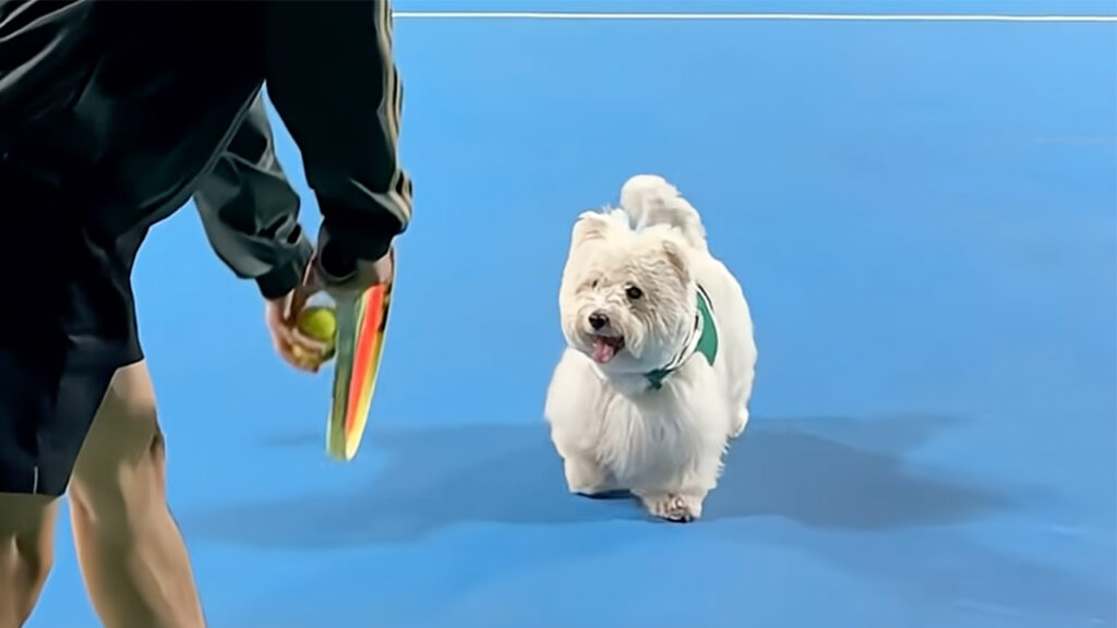 テニスボールが飛ぶたび全力ダッシュ! 可愛すぎる犬の“ボールボーイ”