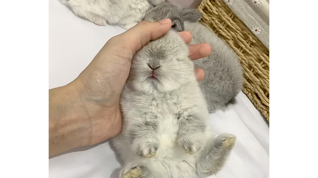 片手にすっぽり! へそ天で眠る小さな子うさぎさん